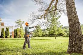 Best Tree Cabling and Bracing  in Chevy Chase, MD