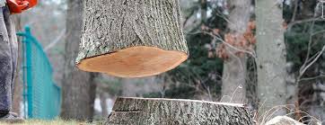 How Our Tree Care Process Works  in  Chevy Chase, MD