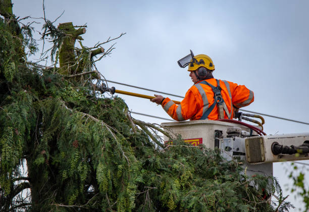 Best Tree Risk Assessment  in Chevy Chase, MD