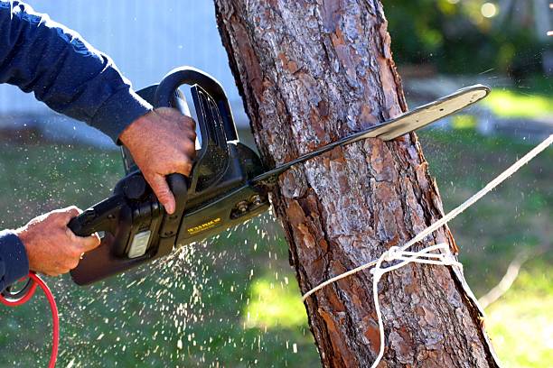 Chevy Chase, MD Tree Care Pros