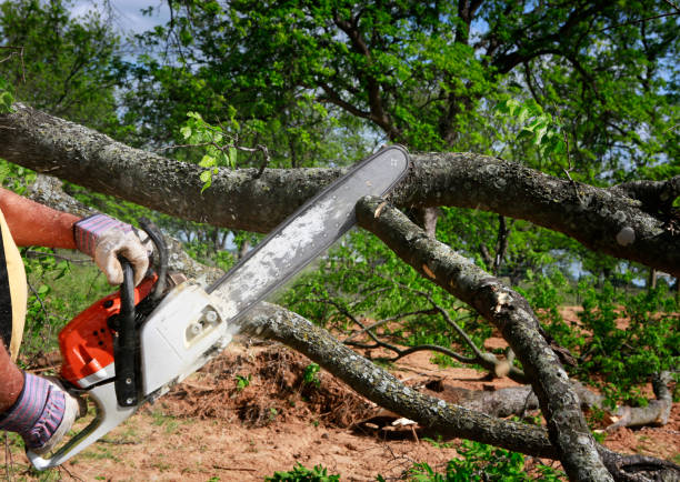 Reliable Chevy Chase, MD Tree Care Solutions